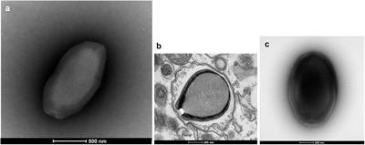 A Large Open Pangenome and a Small Core Genome for Giant Pandoraviruses